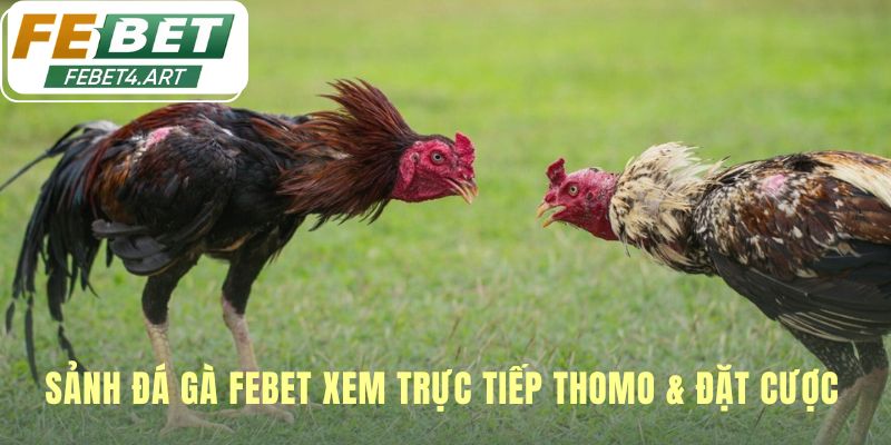 Sảnh đá gà febet tái hiện không khí sới gà chuyên nghiệp